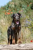 BEAUCERON 295